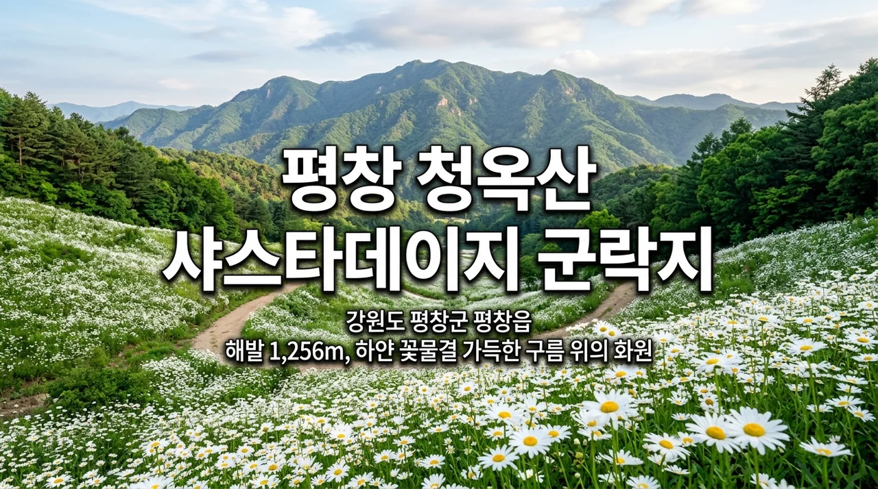 평창 육백마지기 여행 가이드: 샤스타데이지 개화와 차박 꿀팁