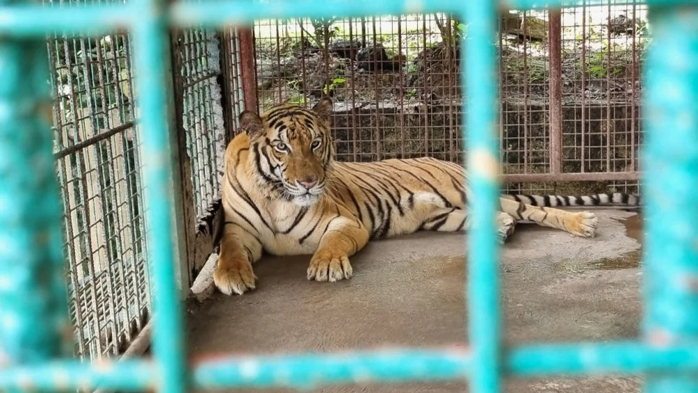 보홀 자유여행 프라이빗 육상투어 반딧불투어 초콜릿힐 선셋 럭셔리 디너 상세 이미지 9
