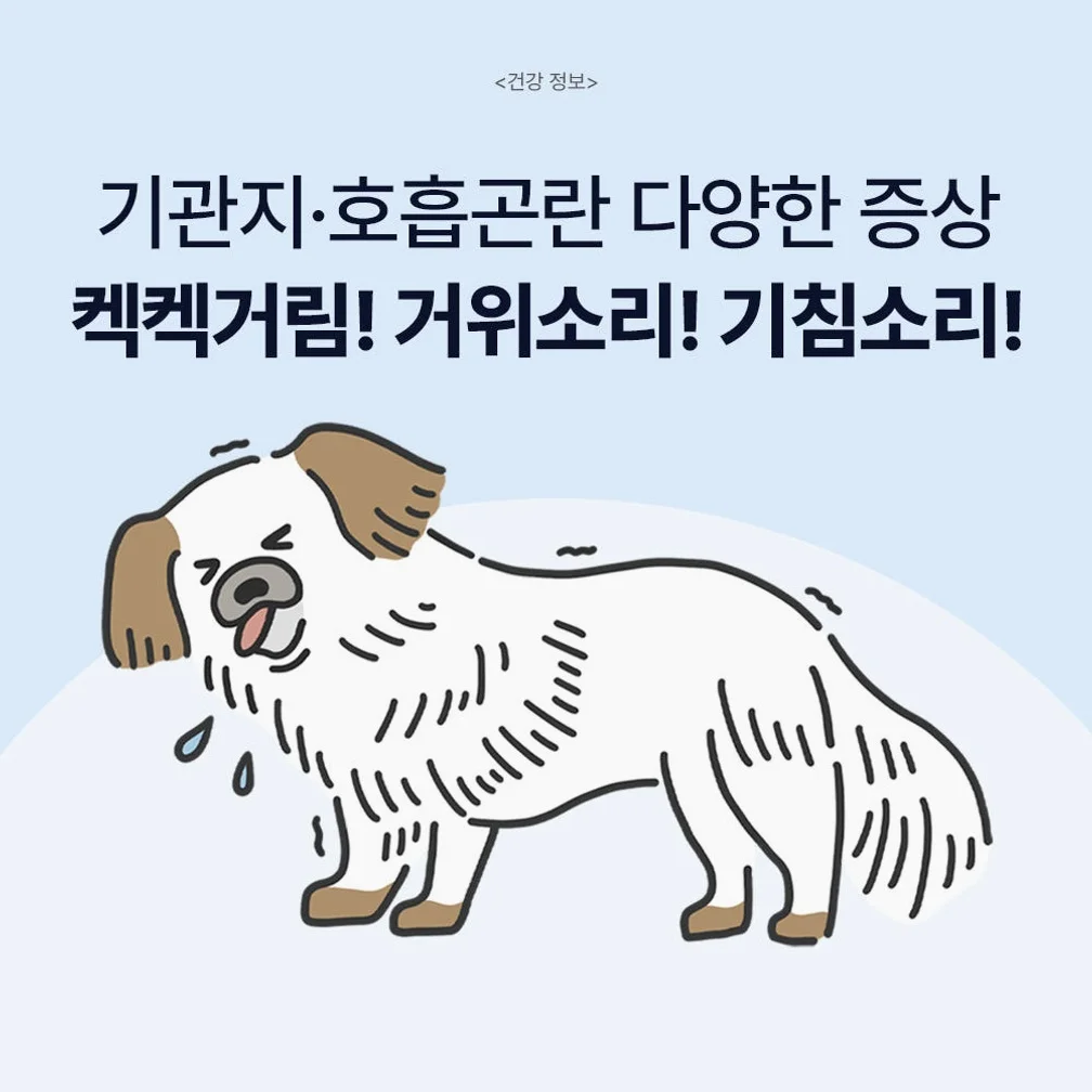 닥터바이 강아지 기관지 영양제 호흡기 면역 기침 콧물 켁켁거림 브레스, 30포, 1개 상세 이미지 7