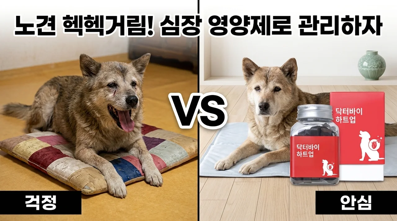 닥터바이 하트업 강아지 심장 영양제, 노견 헥헥거림 관리 꿀팁
