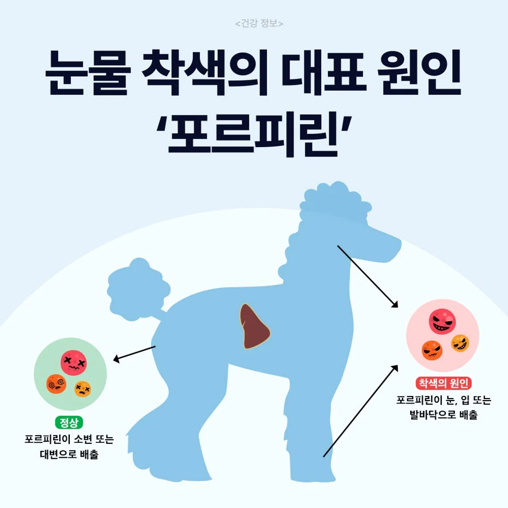 닥터바이 아이즈 강아지 눈 영양제 눈물자국 냄새 루테인 70개입, 1개 상세 이미지 8