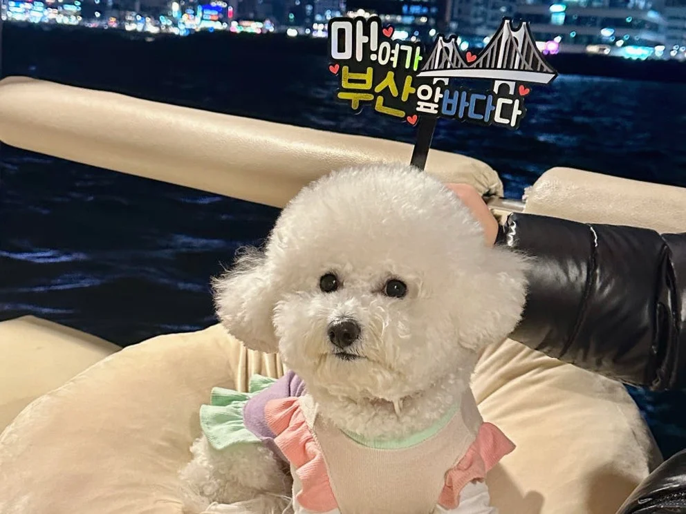 부산요트투어 광안리 해변출발 해운대 더베이101 야경 폭죽 드론쇼 예약 소인 주간 위드요트 상세 이미지 5