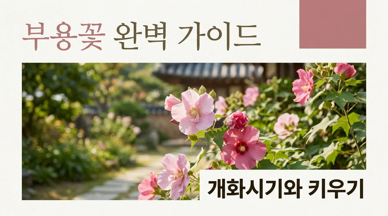 부용꽃 개화시기부터 꽃말 무궁화 차이점까지 핵심 정리