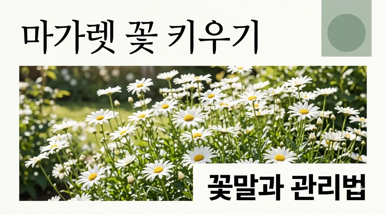 마가렛 꽃 키우기 꽃말 데이지 차이점 핵심 정리