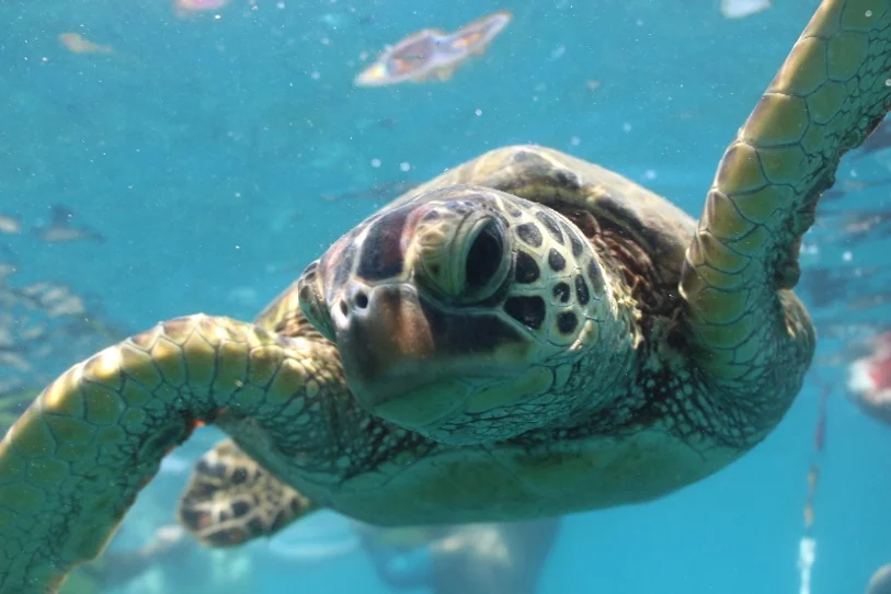 하와이 8일 하얏트리젠시 오션뷰UP 공항호텔 셔틀포함 에어텔 DAY 3 여행 사진