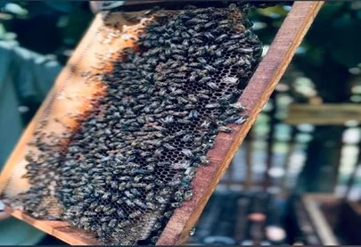 푸꾸옥 패키지 3박5일 홈쇼핑 방영 무엉탄럭셔리 호핑투어 혼똔섬 마사지90분 트리니티항공 DAY 4 여행 사진